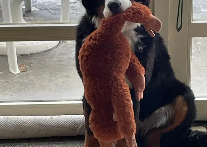 B&B Maison Saint Tropez Eindhoven